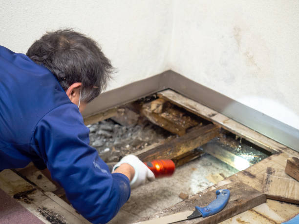 Best Attic Mold Removal  in Inverness, IL